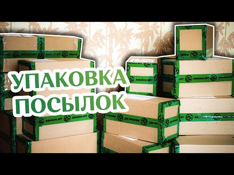 Видео: Когда Ты Получил Посылку с Адениумами...