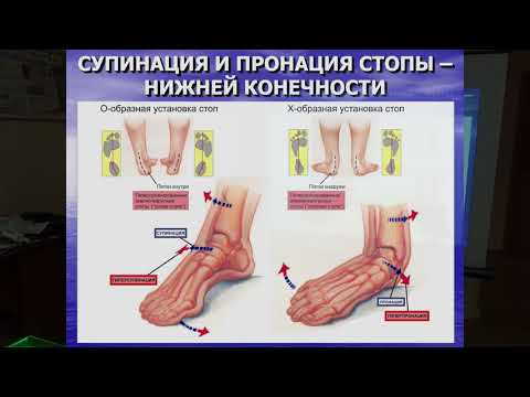 Видео: Лекция В. И. Нечаева «Ортезы стопы. Концепции ортезирования»