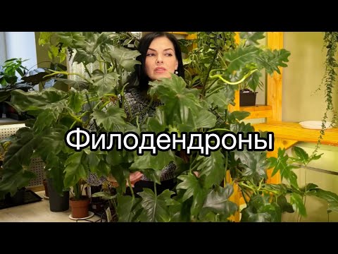 Видео: ОБЗОР растений🌱ФИЛОДЕНДРОНЫ , наличии , уценка🪴