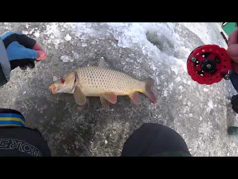 Видео: Роздача зимового КАРАСЯ !!! САЗАН на боковий кивок