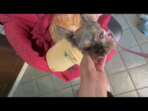 Видео: Персика осмотрел ветеринар. Примерка обновок. #cat #animals #мода \ мое личное life vlog