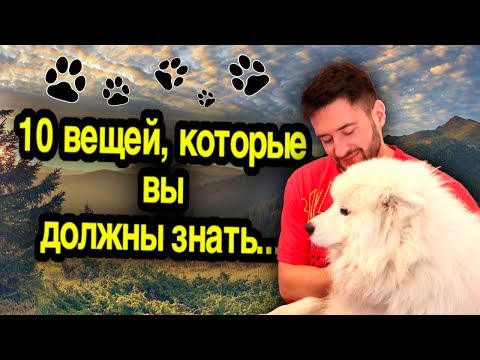 Видео: 10 Вещей Которые, ВЫ ДОЛЖНЫ Знать о Самоедских Лайках | 10 Фактов о Самоедах