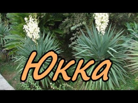 Видео: Юкка /Yúcca. Ноябрь 2023