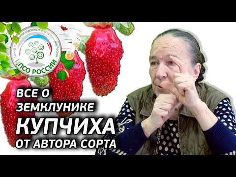 Видео: ЗЕМКЛУНИКА КУПЧИХА. История создания сорта. Достоинства и недостатки земклуники Купчиха.