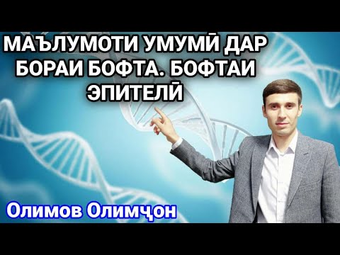 Видео: Бофтаи эпители| ММТ Биология| Олимов Олимҷон.
