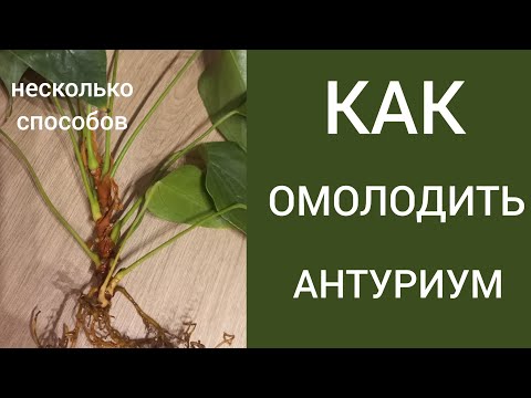 Видео: Несколько способов ОМОЛОЖЕНИЯ Антуриума. Обрезка. Укоренение.