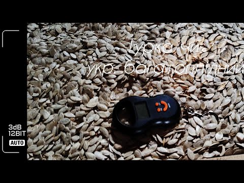 Видео: Обман бариг!!! Що не так із гарбузовим зерном!!! Робимо висновки ! @життязприродою 