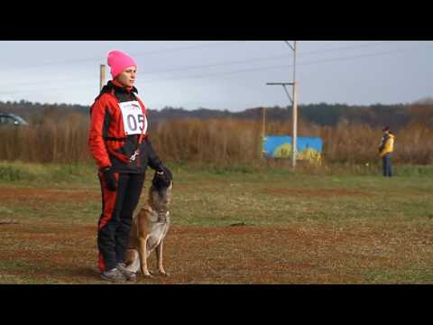Видео: Сдача испытаний ВН, Елена Солодуха и малинуа Надира, 57 баллов