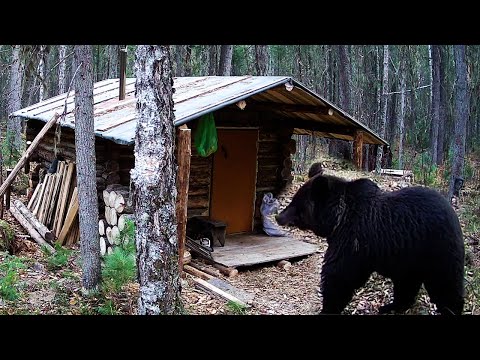 Видео: Опять медведь. Живу в малой избе. Медведь пришёл и сюда.