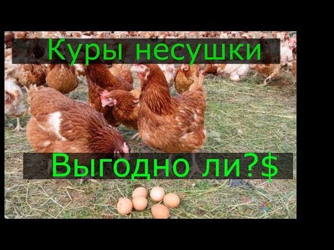 Видео: Куры Несушки это Выгодно?