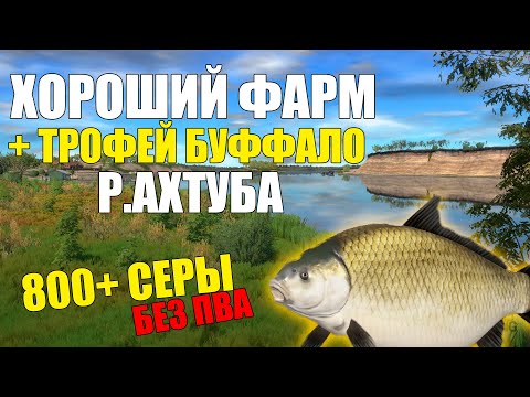 Видео: 800+ Серы в час! Река Ахтуба | Трофейный буффало | Лучшая точка для фарма серебра, русская рыбалка 4