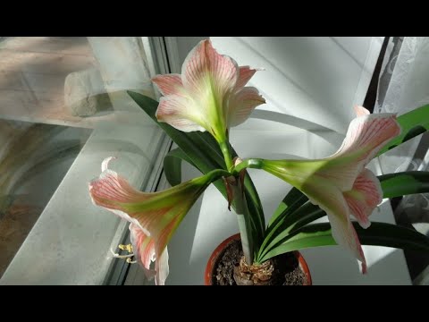 Видео: Чем подкармливать гиппеаструм из магазинных и домашних средств, можно ли удобрять во время цветения?