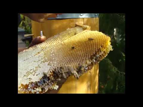 Видео: Мед из колоды 2022 самый ценный