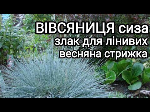 Видео: Вівсяниця блакитна (сиза). Костриця. Стрижка весною #злаки#вівсяниця#альпійськагірка