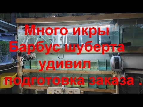 Видео: Много икры, Барбус шуберта удивил и подготовка заказа .