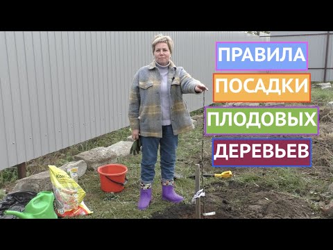 Видео: КАК ПРАВИЛЬНО ПОСАДИТЬ ПЛОДОВОЕ ДЕРЕВО