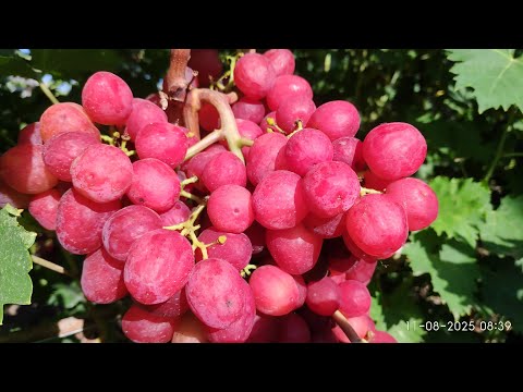 Видео: Виноград который уже созрел на моем участке 