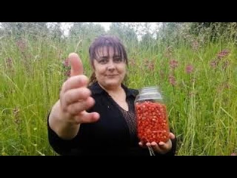 Видео: Моя Первая лесная Земляника. В это прекрасное лето.