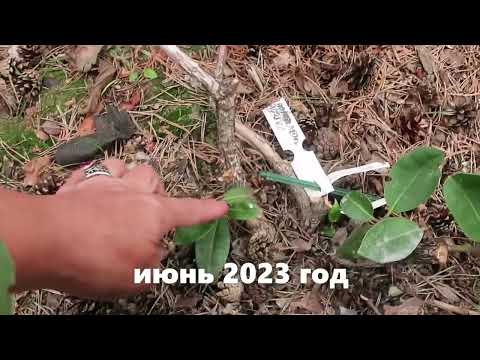 Видео: СПАСАЕМ РОДОДЕНДРОН
