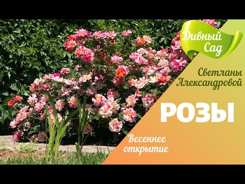 Видео: РОЗЫ. 100% результат! График поэтапного раскрытия роз