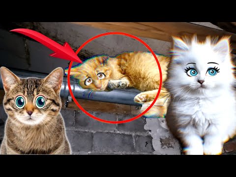 Видео: Злая Хозяйка Выгнала Кота Рыжика из Дома. Кошки Спешат на Помощь