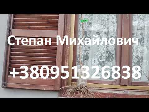 Видео: Выбирайте лучшие сорта Зизифуса.