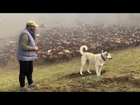 Видео: ОВЧАРКИ | ЖИЗНЬ В ГОРАХ ДОКУМЕНТАЛЬНЫЙ ФИЛЬМ