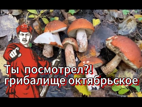 Видео: Грибалище октября!