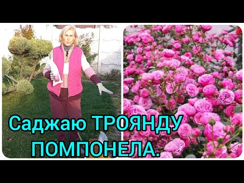 Видео: Посадка ТРОЯНДИ Восени.Троянда ПОМПОНЕЛА#посадкароз#посадкатроянд#розапомпонела#трояндапомпонела#сад