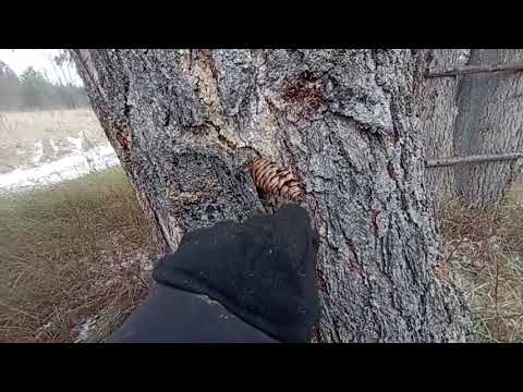 Видео: В лес за вениками/Озëра замëрзли/Жарим шашлыки 👍