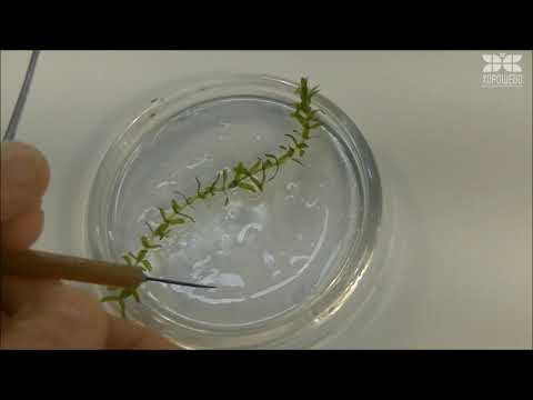 Видео: "Научфильм". 2 выпуск. "Работа со световым микроскопом"