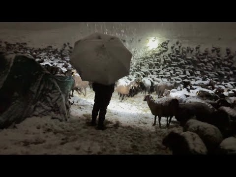 Видео: СНЕГ, ВЫПАДШИЙ НОЧЬЮ, ВЕЗДЕ СТАНОВИЛСЯ БЕЛЫМ - ХОЛОДНЫМ И СНЕГНЫМ.