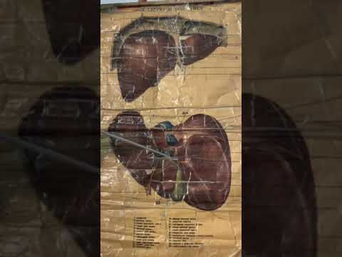 Видео: Бауыр