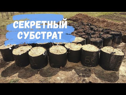 Видео: Во что сажать голубику. Секретный субстрат