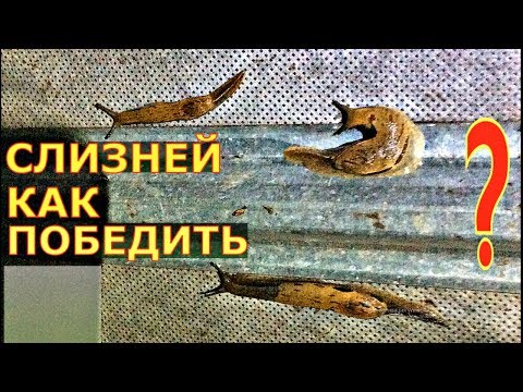 Видео: БОРЬБА СО СЛИЗНЯМИ в РАЗНЫХ УСЛОВИЯХ. Обзор