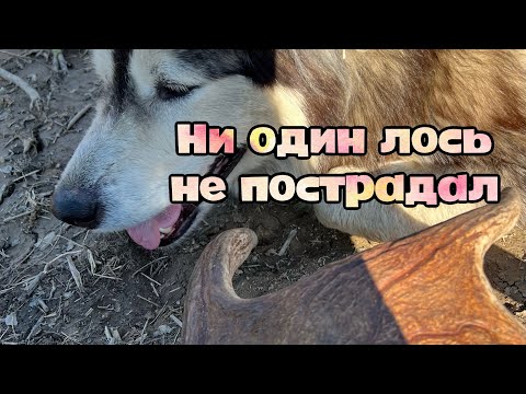 Видео: Собираем вторсырье и копаем по следам лосей🫣