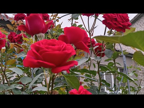 Видео: Черенкование роз 🌹- это просто!