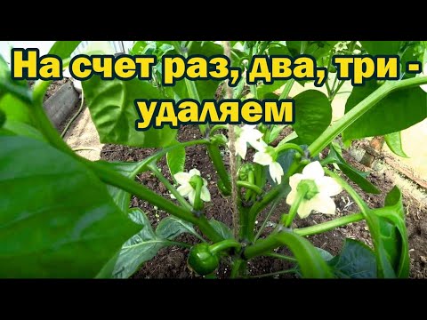 Видео: Формируйте перец так и получите до 20 плодов с куста
