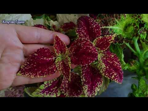 Видео: Зимний обзор колеусов. Новинки 25 года.#колеус#цветы#flowers#цветынабалконе#продажа#дача#огород
