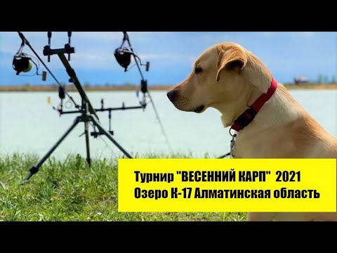 Видео: Открытие карпового, спортивного сезона на озере К-17, на турнире ВЕСЕНИЙ КАРП