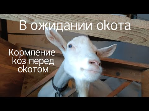 Видео: Ждём козлят! Кормление коз в сухостойный период