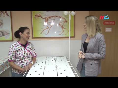 Видео: На собаке не зарастёт: чем опасны переломы у домашних животных