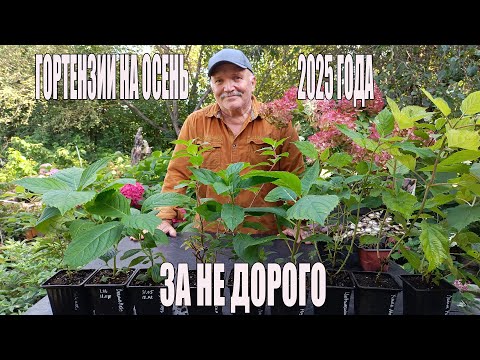 Видео: Гортензии на осень 2025 года за не дорого.