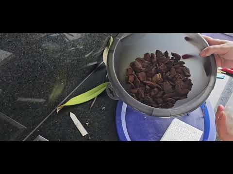 Видео: Деление Каттлеи/ Cattleya Teilung 
