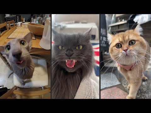 Видео: Cute and funny CATS.🐱 And Some Just Interesting Moments.😻Videos🔶 Сompilation # 53🔶