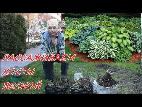 Видео: Рассаживаем хосту. Как поделить старый куст.