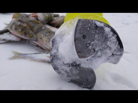 Видео: Томь  Березово . Окунь