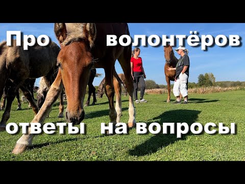 Видео: Про сломанную коновязь, конюшню, сено и волонтёров!