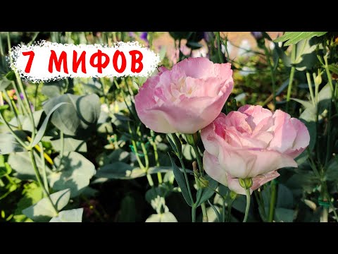 Видео: 7 МИФОВ о выращивании эустомы из семян!