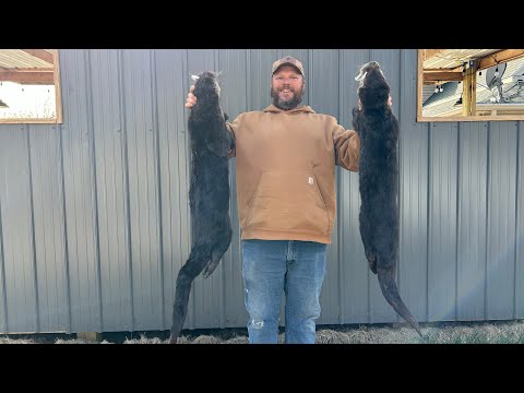 Видео: Trapping 2025-26, эпизод 6, отмечен в Айове